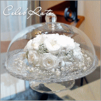 Celebrate������֥쥤�ȡ��ۥ磻�ȥ������β�«